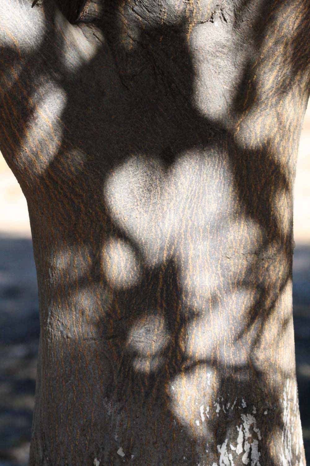            Bark (Riverside, CA)   